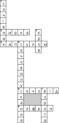 Кроссворд по предмету Анатомiя (укр.) - на тему 'Сечовидiльна система (укр.)'