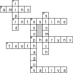Кроссворд по предмету английскому языку - на тему 'Digestive system'