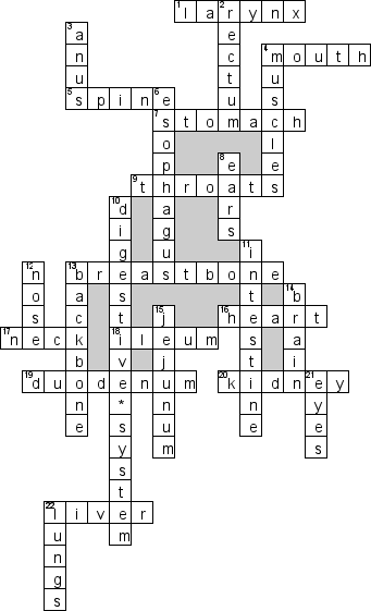 Кроссворд по предмету английскому языку - на тему 'Органы человека'